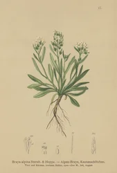 Gladde Alpenmuurpeper