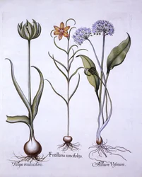 Kievitsbloem, Daslook en Tulp, uit Hortus Eystettensis, door Basil Besler, 1613
