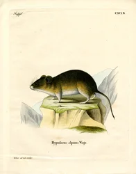 Sneeuw Woelmuis