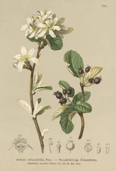 Sneeuwige Mespilus