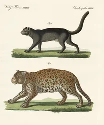 Zuid-Amerikaanse dieren