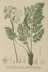 Spignel