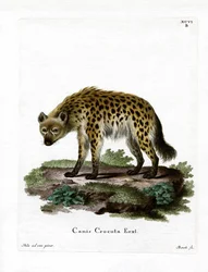 Gevlekte Hyena