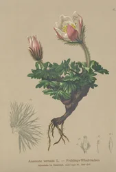 Lente Anemoon (Anemone vernalis, Pulsatilla vernalis)