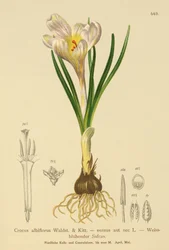 Lente Krokus (Crocus albiflorus, Crocus vernus)