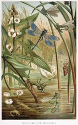 Stadia van ontwikkeling van een waterjuffer, uit Brehms Tierleben, uitgegeven 1860s