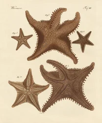 Zeesterren