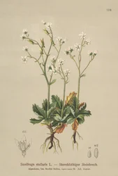 Sterren Steenbreek