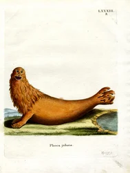 Steller Zeeleeuw