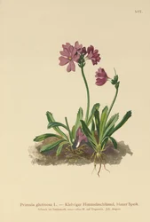 Kleverige Sleutelbloem (Primula glutinosa)