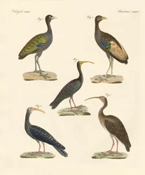 Vreemde Braziliaanse vogels