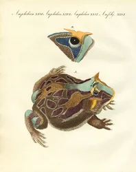 Vreemde amfibieën