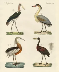 Vreemde vogels
