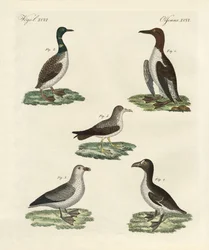Vreemde vogels