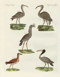Vreemde vogels