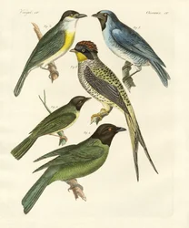 Vreemde vogels