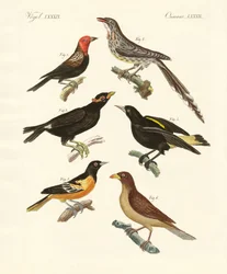 Vreemde vogels