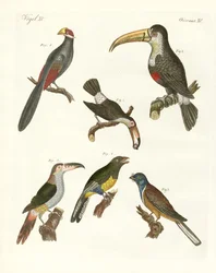 Vreemde vogels