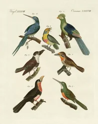 Vreemde klimmende vogels