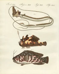 Vreemde vis