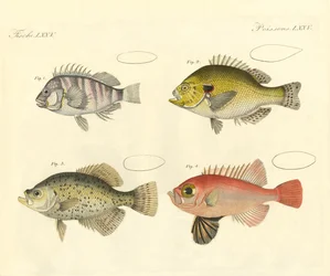 Vreemde vissen uit de familie van de zeebaars