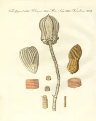 Vreemde fossilisaties