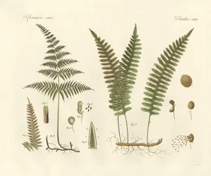Vreemde grassen