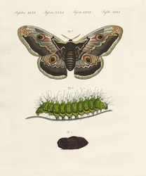Vreemde insecten