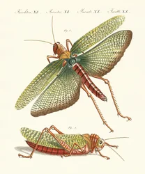 Vreemde insecten