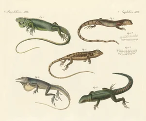 Vreemde hagedissen (gekleurde gravure)