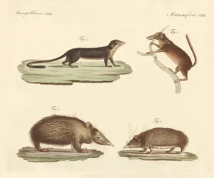 Vreemde zoogdieren