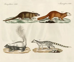 Vreemde zoogdieren