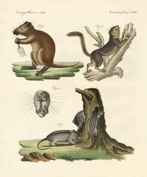 Vreemde zoogdieren