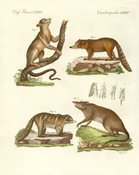 Vreemde zoogdieren