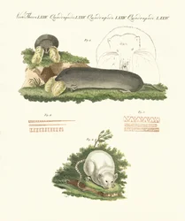 Vreemde zoogdieren
