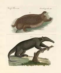Vreemde zoogdieren