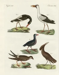 Vreemde moerasvogels