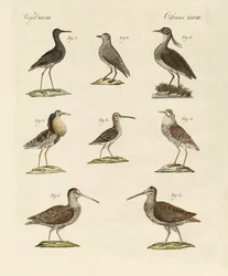 Vreemde moerasvogels