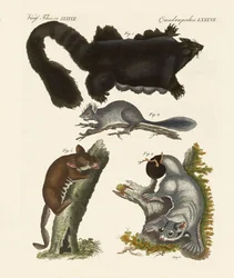 Vreemde buideldieren