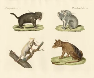Vreemde buideldieren