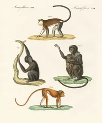 Vreemde apen