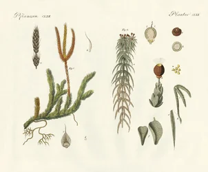 Vreemde mossen