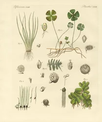 Vreemde planten
