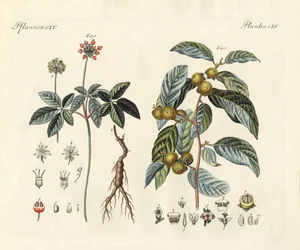 Vreemde planten