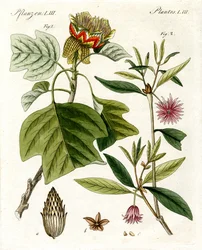 Vreemde planten