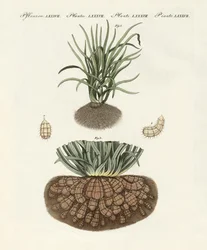 Vreemde planten