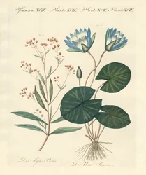 Vreemde planten