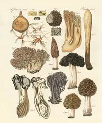 Vreemde planten