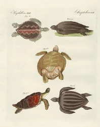 Vreemde zeeschildpadden