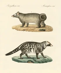 Vreemde stinkdieren